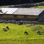 Und auch ein paar Schafe