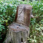 Ob der Pilz auf der „Sitzfläche“ ein Produkt der Inschrift ist?