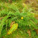 Disteln können auch Schutz bieten