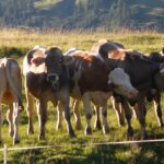 Eine muss immer aus der Reihe tanzen Eine muss immer aus der Reihe tanzen