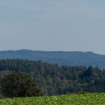 Im Hintergrund der Fürstliche Thiergarten