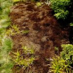 Neues Leben keimt bereits Neues Leben keimt bereits