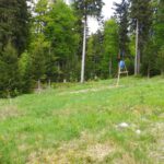 Jagdlichtung Jagdlichtung