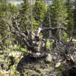 Wurzelgeweih Wurzelgeweih