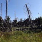 Wurzelstockversammlung