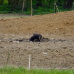 Wild- oder besondere Hausschweinsrasse?