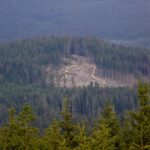 Wird das ein Holzfällungslehrpfad?