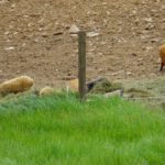 Der Nachwuchs versteht sich jedenfalls blendend mit den Schafen