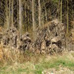 Drei Erdelementare oder auch nur Wurzelstöcke Drei Erdelementare oder auch nur Wurzelstöcke