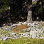 Wie viele Millionen Ameisen hier wohl leben? Wie viele Millionen Ameisen hier wohl leben?