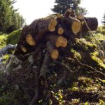 Wenn stutzen, dann gleich richtig