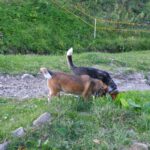 Hüttenwauzis Hüttenwauzis