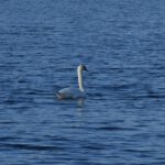 Schwimmender Schwan