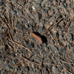 Was wohl aus dieser Raupe wird?