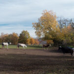 Pferdekoppel in Steinrinnen