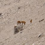 Machtkampf unter Gemsen