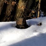 Ein Steinmann taut auf