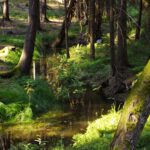 Stilles Bächlein Stilles Bächlein