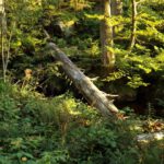 Bachquerung für Eichhörnchen und ähnliche Waldbewohner