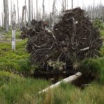 Wo früher einmal eine Fichte stand, breitet sich jetzt ein Moorseeli aus