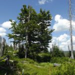 Schattenspender Schattenspender