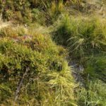 Vydraquelle Vydraquelle