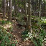 Warzen in Berg und Holz Warzen in Berg und Holz