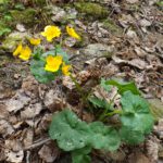 Verirrte Dotterblume Verirrte Dotterblume