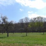 Streuobstwiese Streuobstwiese