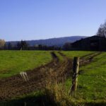 Pleš lebt und der Böhmerwaldturm freut sich im Hintergrund Pleš lebt und der Böhmerwaldturm freut sich im Hintergrund