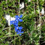 Erste Enzianblüten Erste Enzianblüten