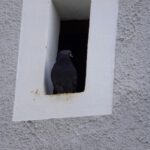 Turmbewohner Turmbewohner