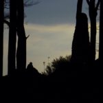 Dieses Schattenspiel auch