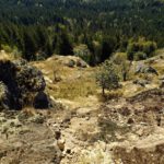 Wo ist denn das Heidekraut hingekommen?