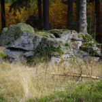 Noch ein versteinerter Hund