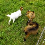 Määääääääääh