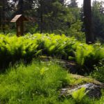 Was macht der viele Farn da vorne?