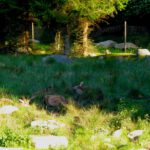 Wildgehege beim Waldhaus