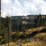 Lichtungen zwischen Ždánidla und Dřevěná hůl