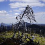 Der schiefe Baum vom Künischen Grenzkamm