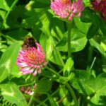 Last bumblebee of the weekend