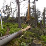 Frischer Windwurf Frischer Windwurf