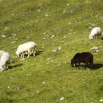 Ein schwarzes Schaf in der Herde