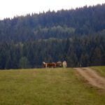 Dieses Mal waren Pferde auf der Koppel