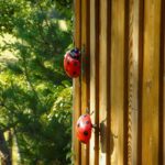 Keine Chance für Blattläuse