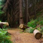 Freigeschnitten Freigeschnitten