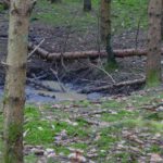 Nicht jedes Wasserloch im Hirschwald ist eine mittelalterliche Hüle