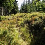 Die Heidelbeeren schmecken auf beiden Seiten der Grenze gleich gut