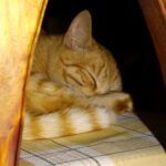 Diese Katze war brav Diese Katze war brav