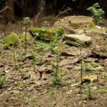 Holzstumpf mit Steingefolge